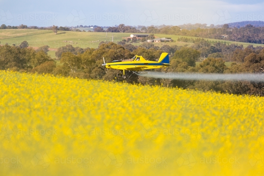 yellow plane used for crop dusting (spraying pesticides on) paddocks or fighting bush fires - Australian Stock Image