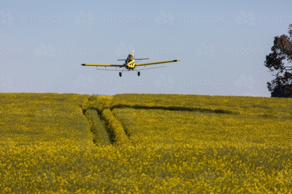 yellow plane used for crop dusting (spraying pesticides on) paddocks or fighting bush fires - Australian Stock Image