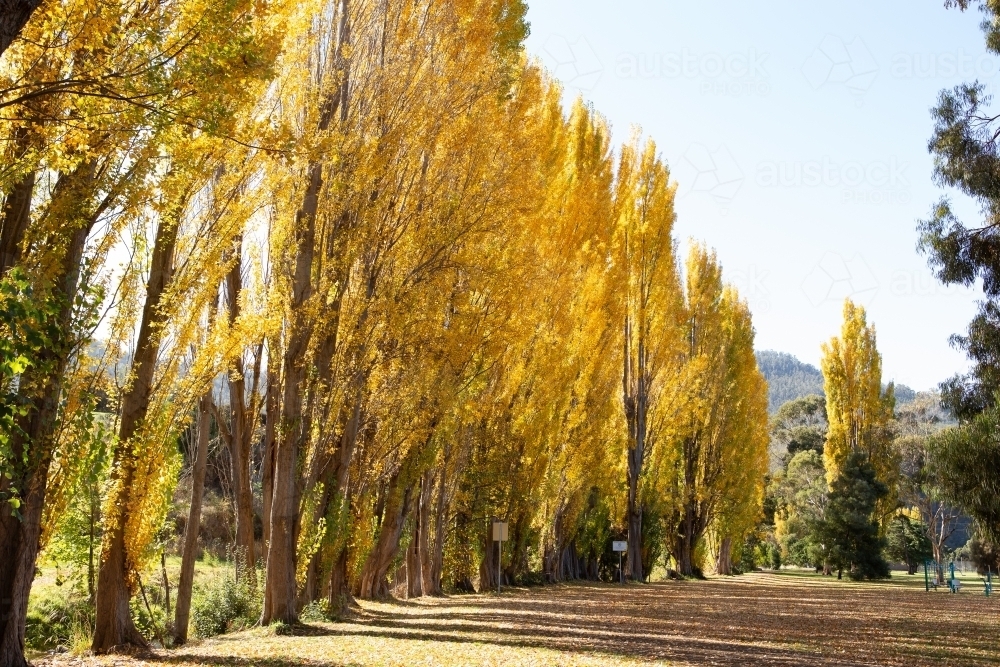 Yellow Poplar trees in Autumn in Tasmania - Australian Stock Image