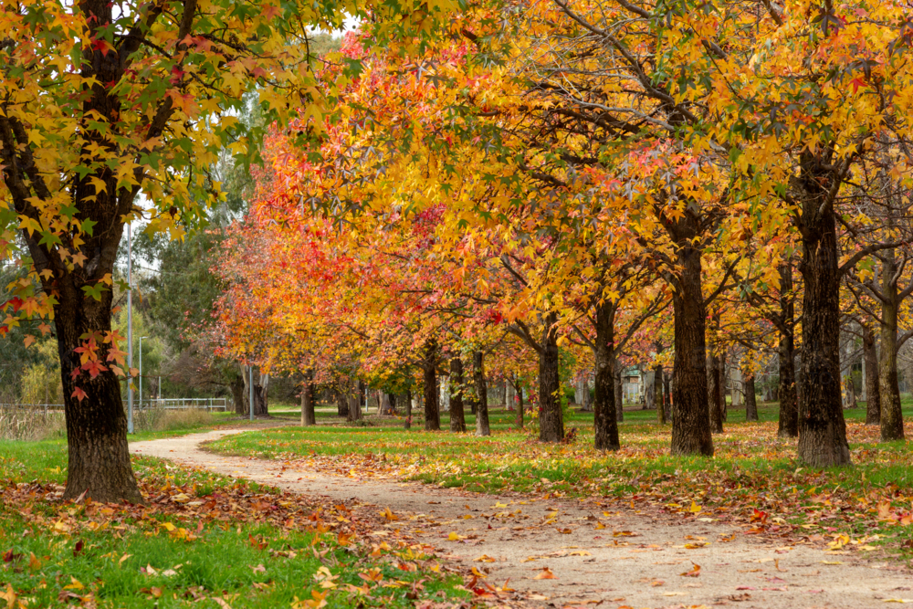 Yellow, red autumn leaves on path winding through lines of trees - Australian Stock Image