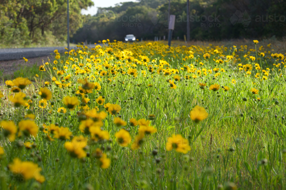 yellow roadside flowers and car with headlights on in distant countryside - Australian Stock Image
