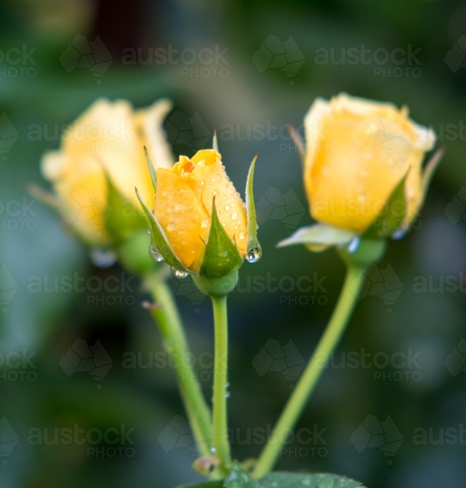 Yellow roses with water droplets in the garden - Australian Stock Image