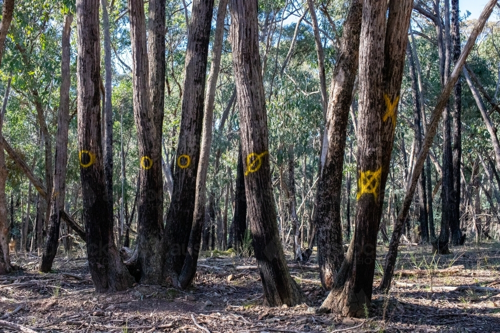 Yellow round marks on tree trunks in the forest. - Australian Stock Image
