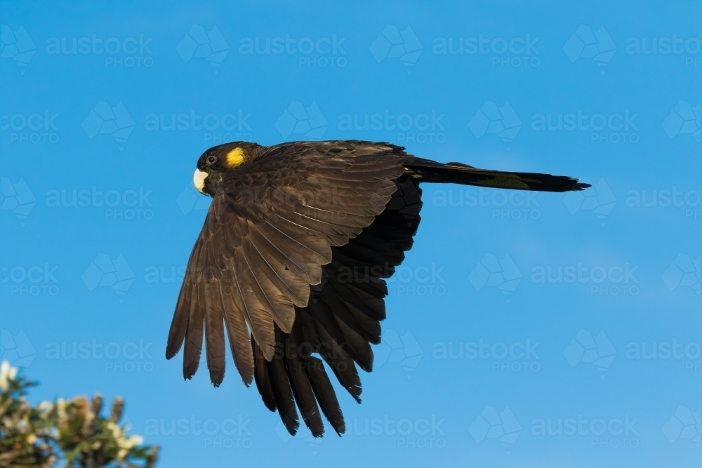 Yellow-tailed Black cockatoo - Australian Stock Image