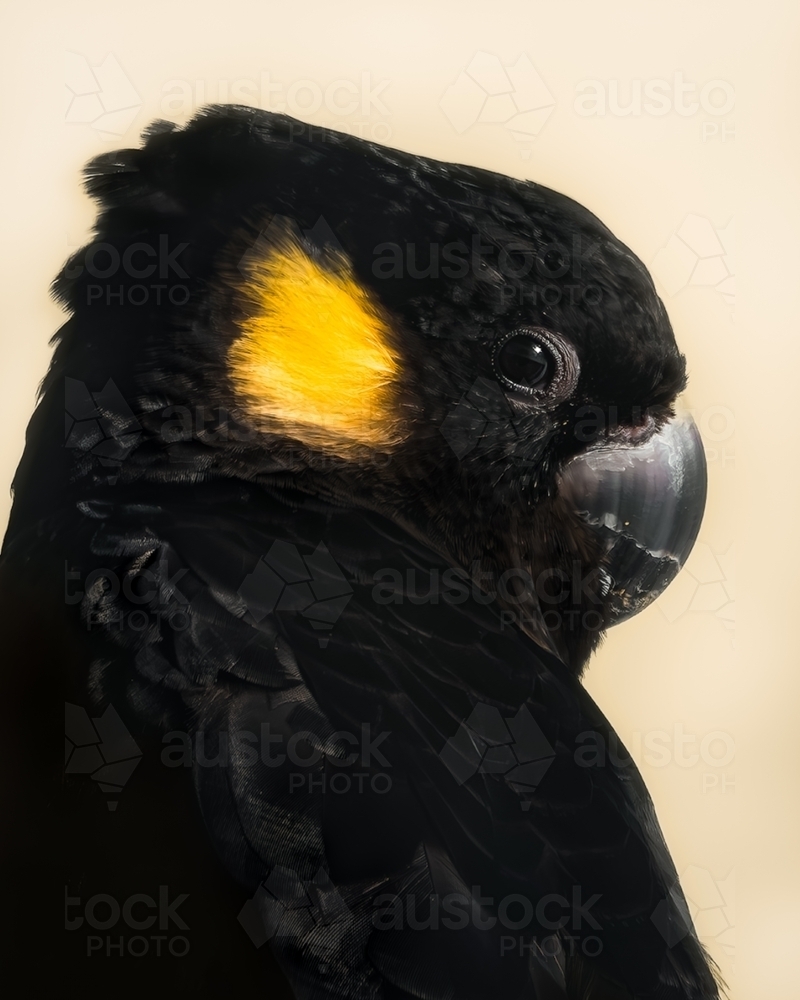 Yellow Tailed Black Cockatoo Close Up - Australian Stock Image