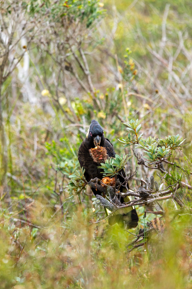 Yellow-tailed Black-cockatoo holding and eating a banksia seed cone. - Australian Stock Image