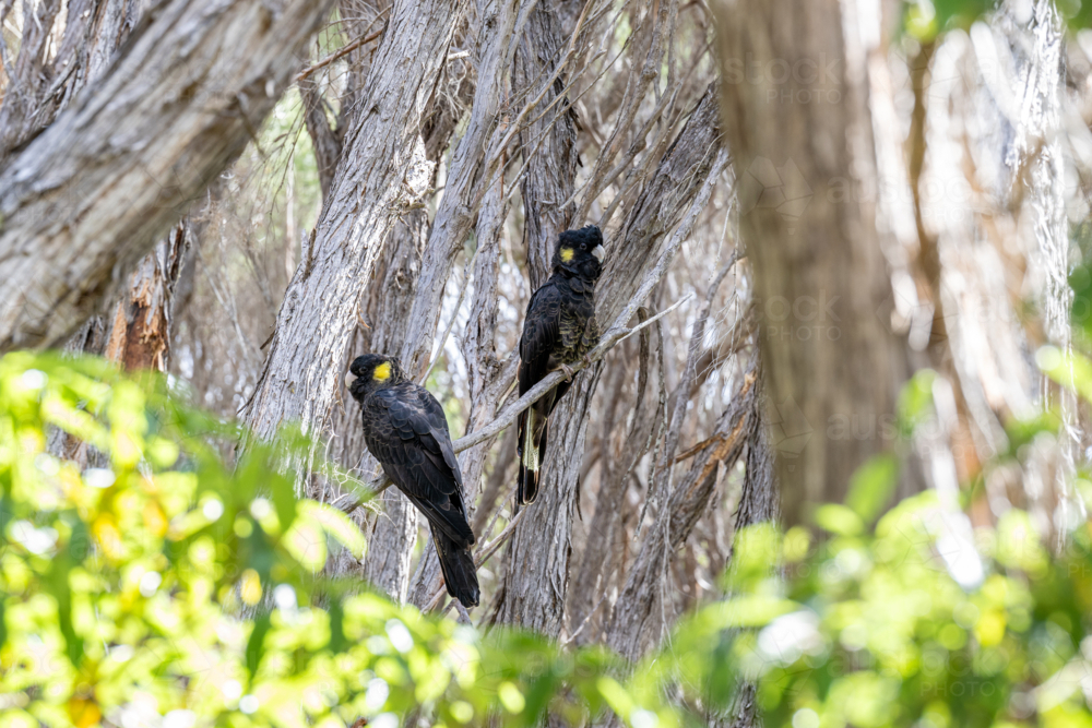 Yellow Tailed Black Cockatoos - Australian Stock Image