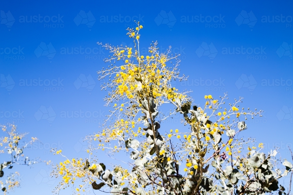 Yellow wattle flowers against a blue sky - Australian Stock Image