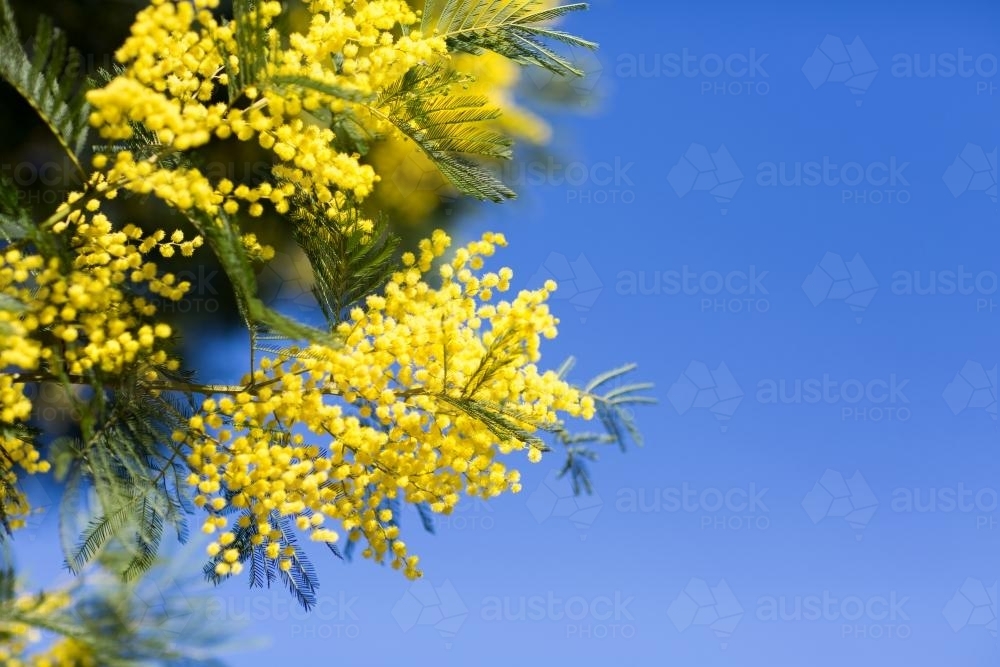 Yellow wattle flowers against blue sky - Australian Stock Image