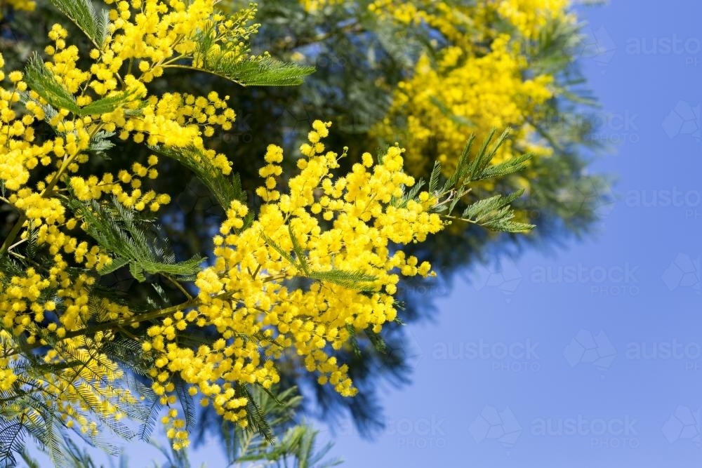 Yellow Wattle Flowers against blue sky - Australian Stock Image