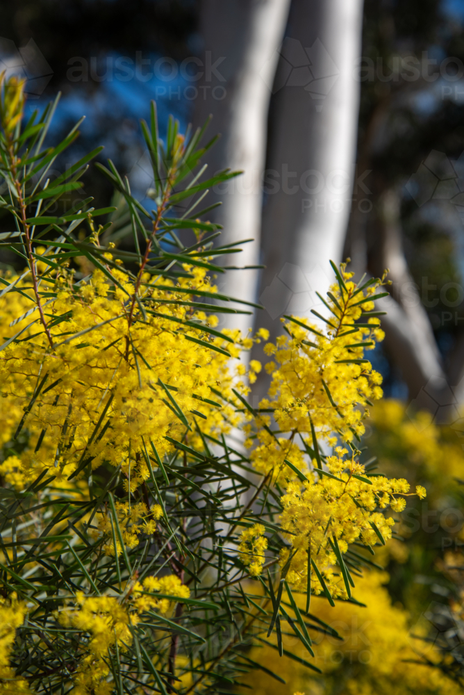 Yellow wattle flowers with white trunk eucalyptus in the background - Australian Stock Image