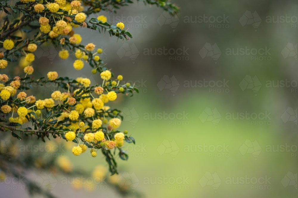 Yellow Wattle in Western Australia - Australian Stock Image