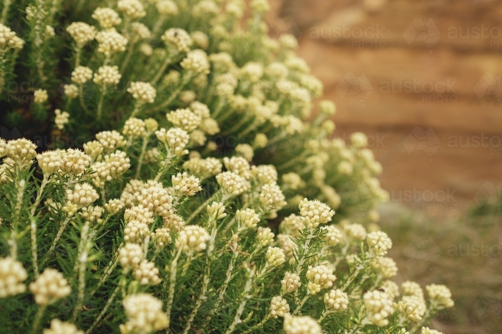 Yellow wild flowers on native bushes on the coast - Australian Stock Image