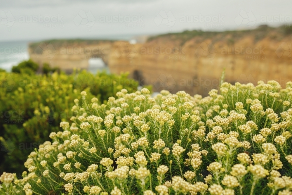 Yellow wild flowers on native bushes on the coast - Australian Stock Image