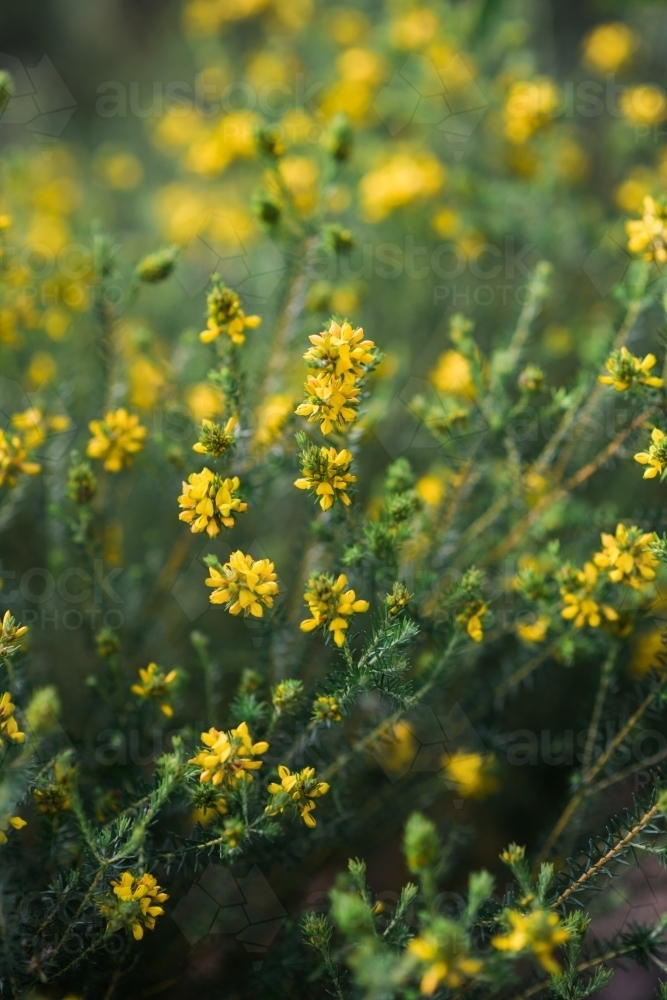 Yellow wildflower - Australian Stock Image