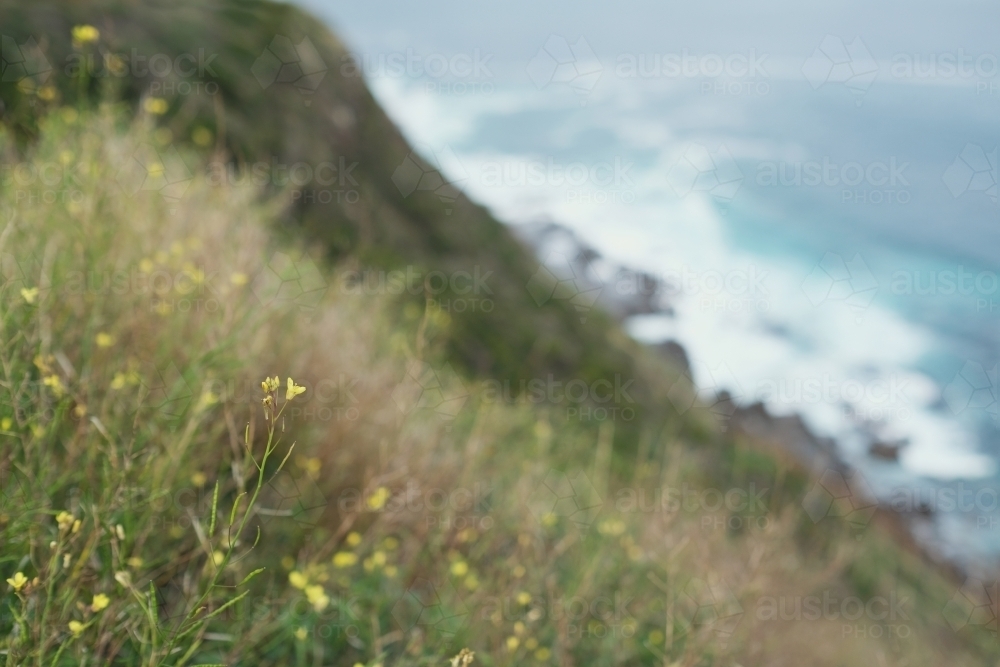 Yellow wildflowers by the coast - Australian Stock Image
