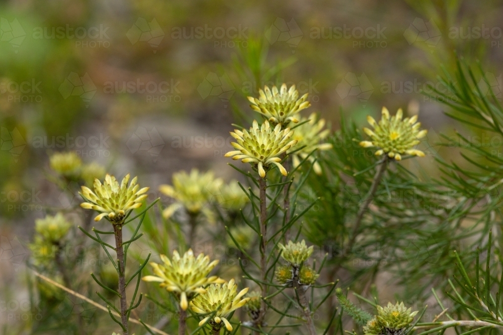 yellow wildflowers in bushland - Australian Stock Image