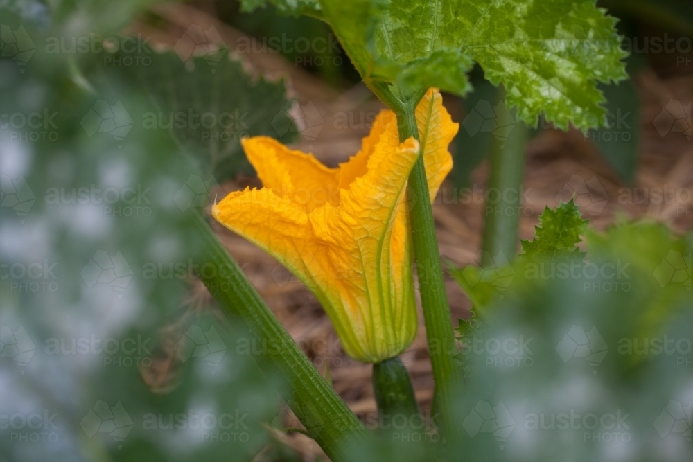 Yellow Zucchini flower in the garden - Australian Stock Image