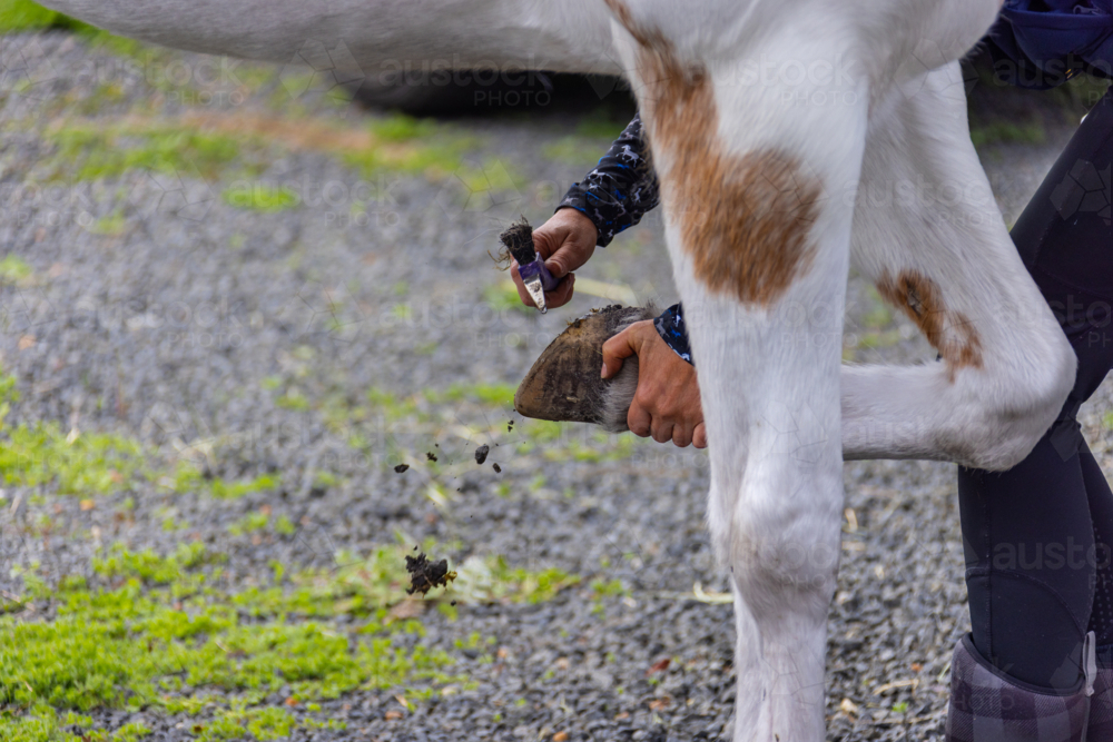 Young adult woman cleaning the hoof of the horse. - Australian Stock Image