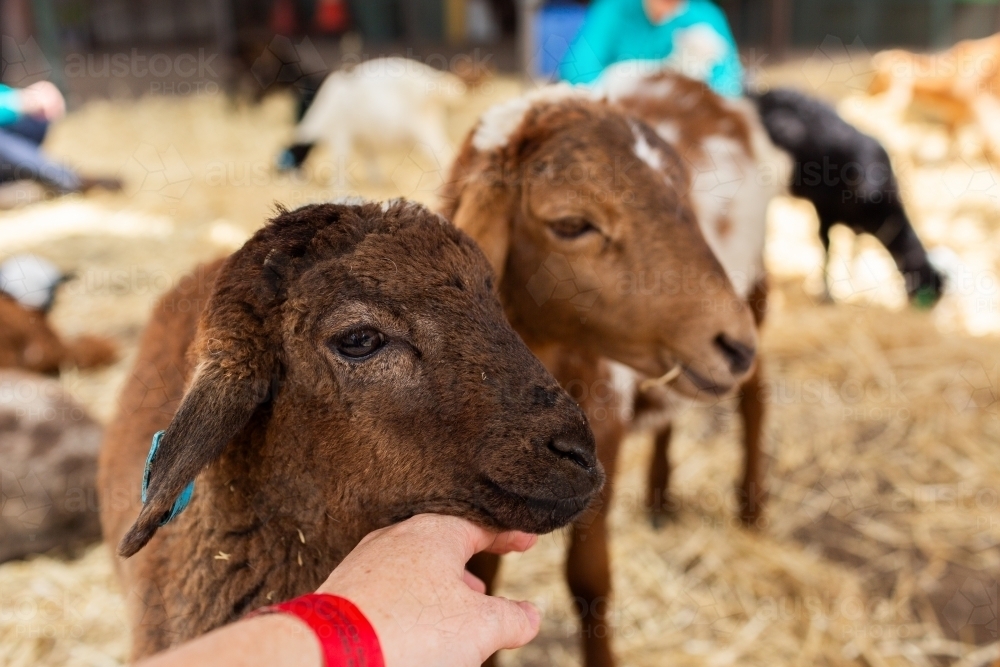 Young animals at petting zoo at agricultural show - Australian Stock Image