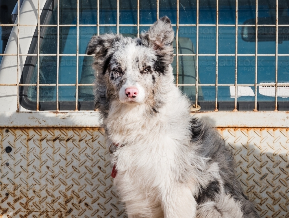 Young border collie with the wind in her hair. - Australian Stock Image