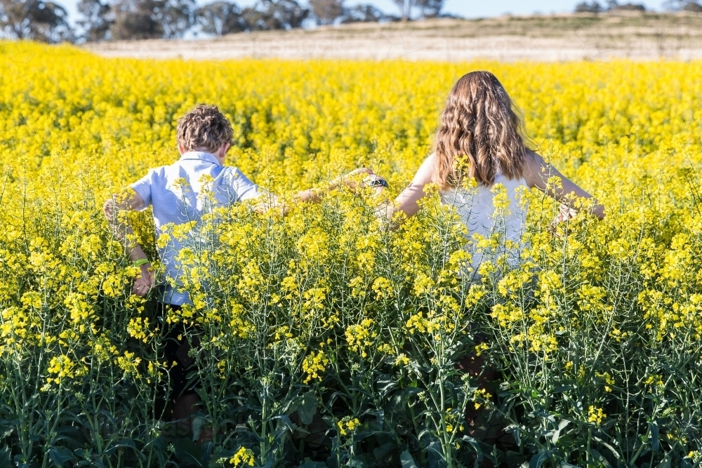 Young boy and girl holding hands helping each other walk through canola crop on farm - Australian Stock Image