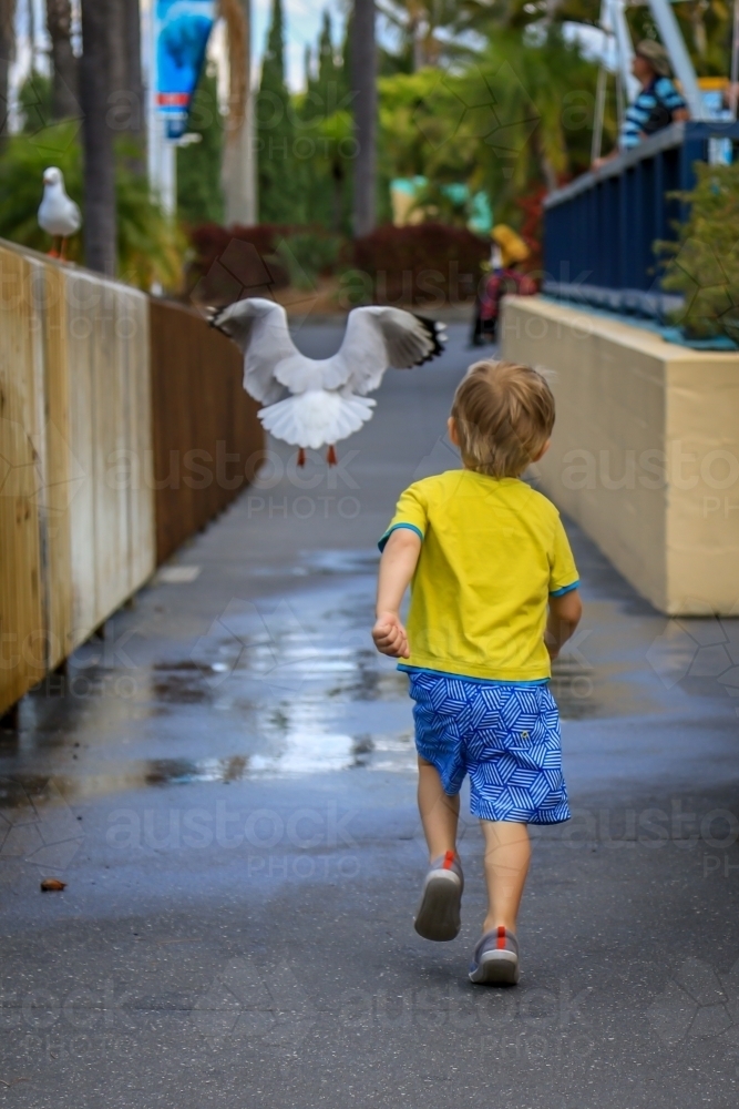 Young boy chasing seagull as it flies away - Australian Stock Image