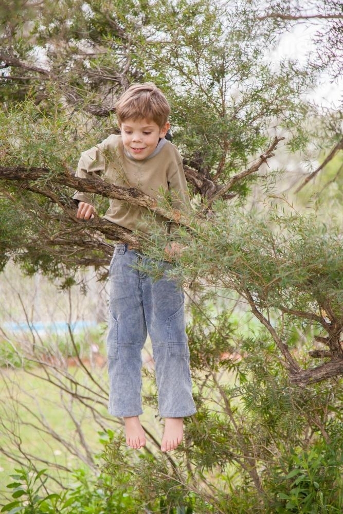 Young boy climbing a paperbark tree in the backyard - Australian Stock Image