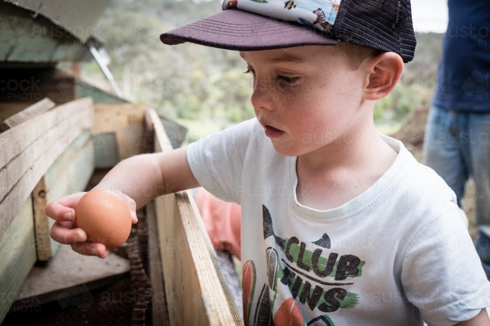 Young boy collecting eggs from chicken coop - Australian Stock Image