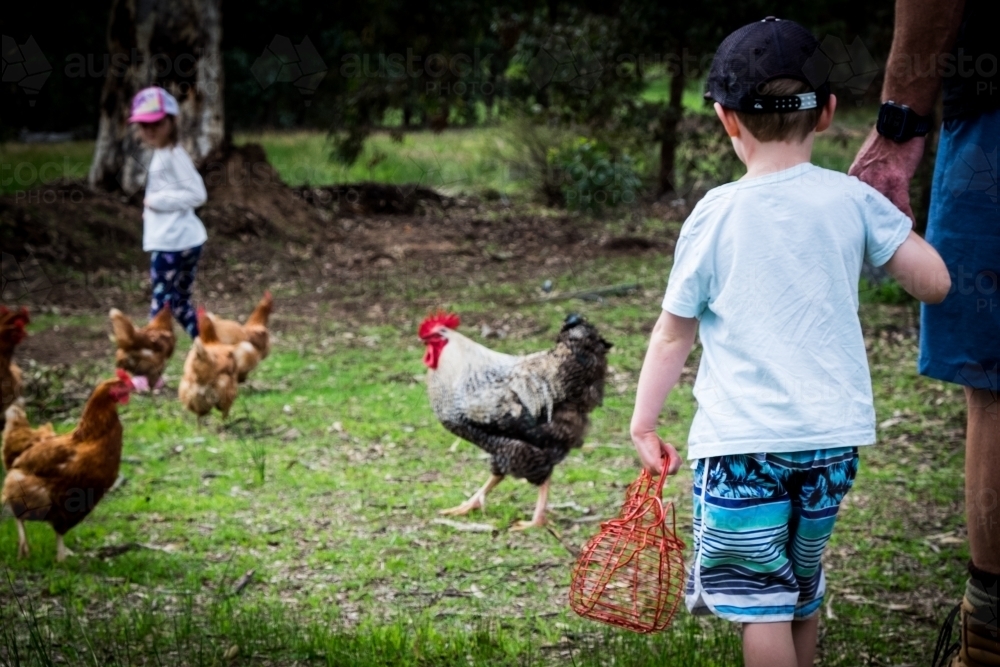 Young boy collecting eggs holding adult hand with free range chickens and rooster in the background - Australian Stock Image