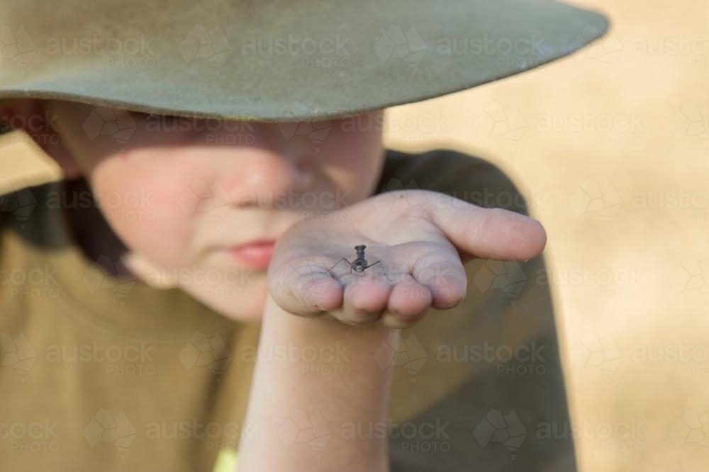 Young boy holding a praying mantis he has found - Australian Stock Image