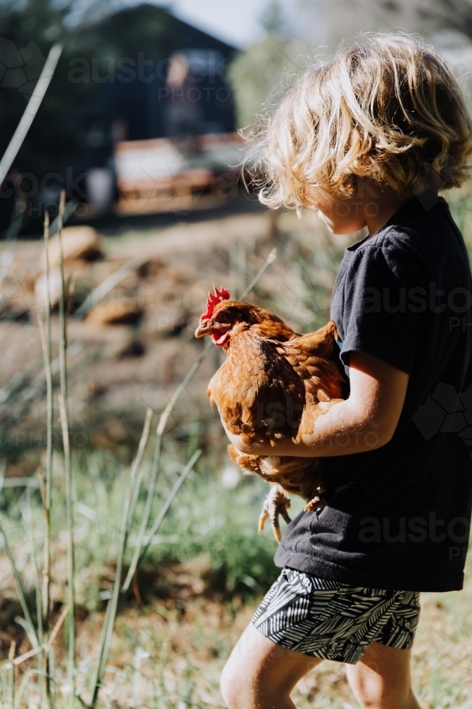 Young boy holding chicken - Australian Stock Image