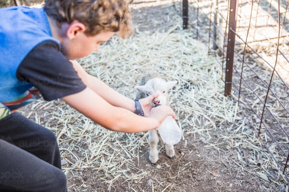 Young boy holding newborn lamb on farm in drought feeding bottle - Australian Stock Image