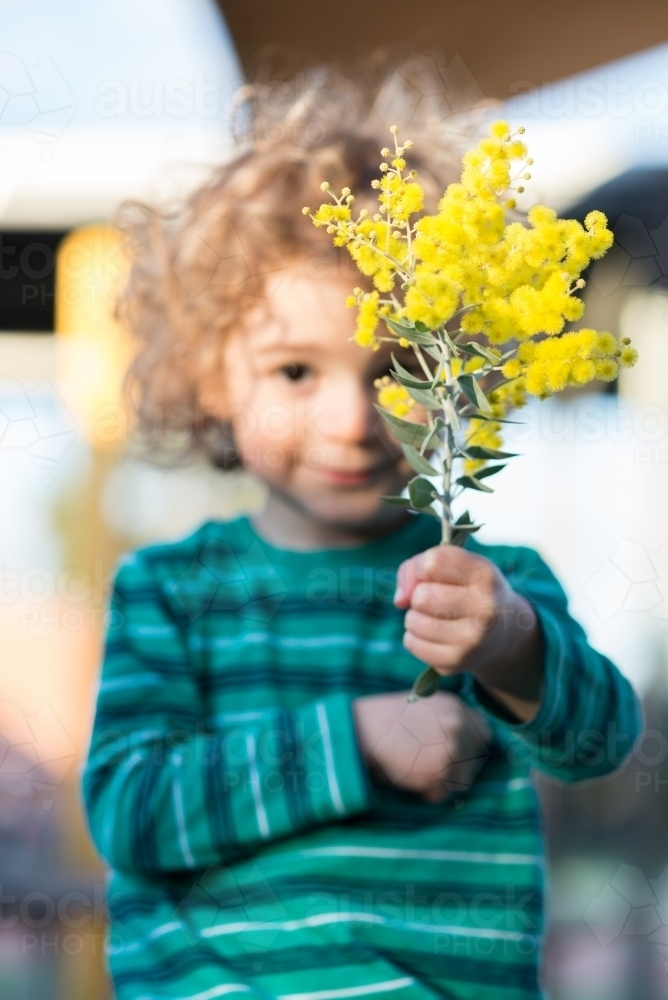 Young boy holding up a branch of wattle - Australian Stock Image
