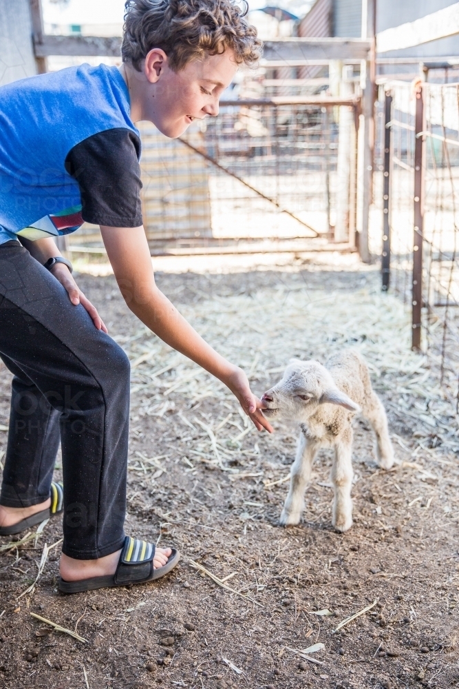 Young boy laughing at newborn hungry lamb sucking on finger on farm in drought - Australian Stock Image