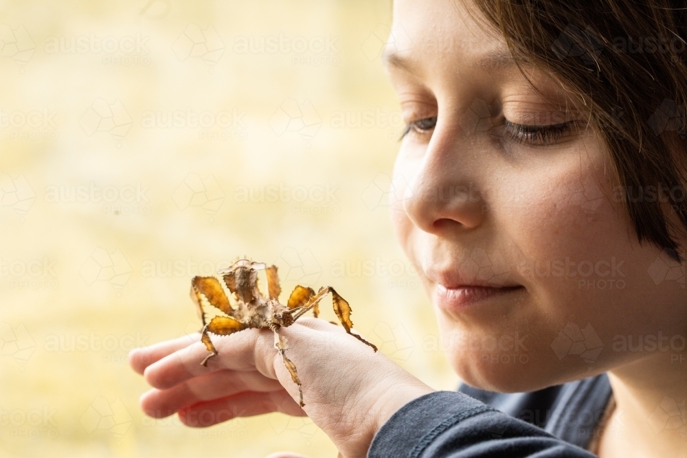 Young boy looking at Spiny Leaf Insect on the back of her hand - Australian Stock Image