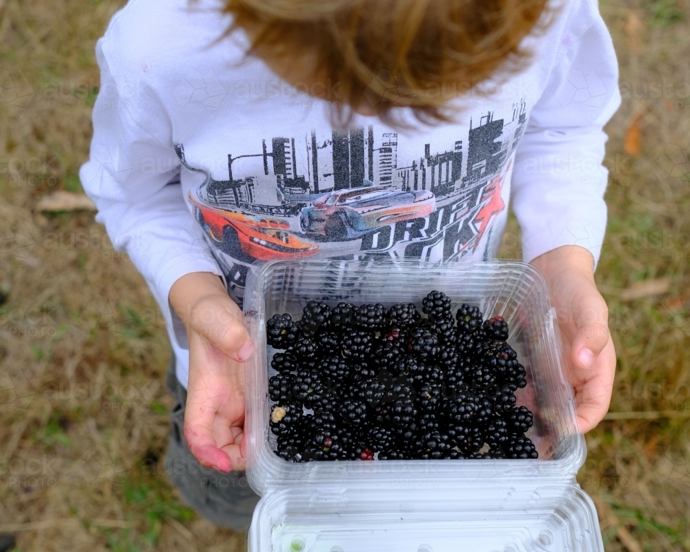 Young boy looking down at a punnet of blackberries - Australian Stock Image
