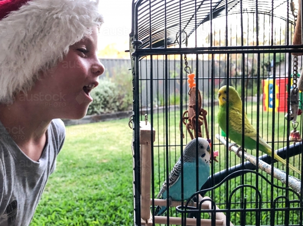 Young boy looking into cage of two budgerigar in suburban backyard - Australian Stock Image