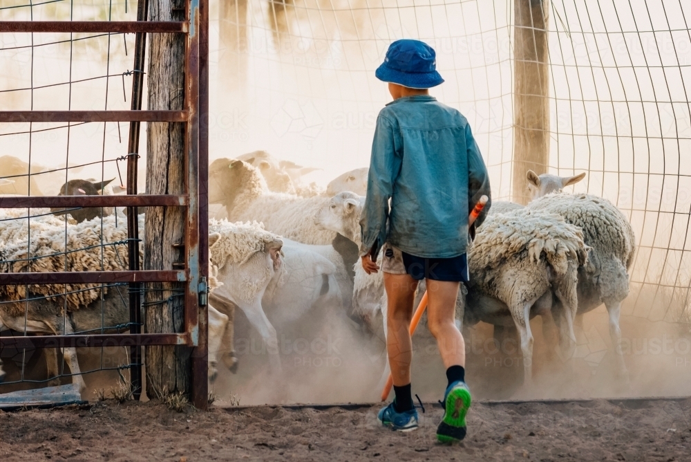 Young boy moving sheep through dusty yards - Australian Stock Image