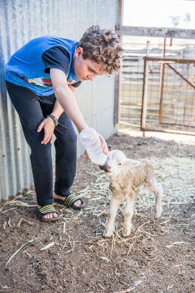 Young boy on farm in drought feeding newborn lamb milk from bottle - Australian Stock Image