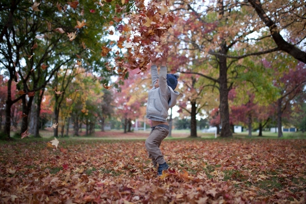 Young boy playing outdoors among piles of autumn leaves - Australian Stock Image