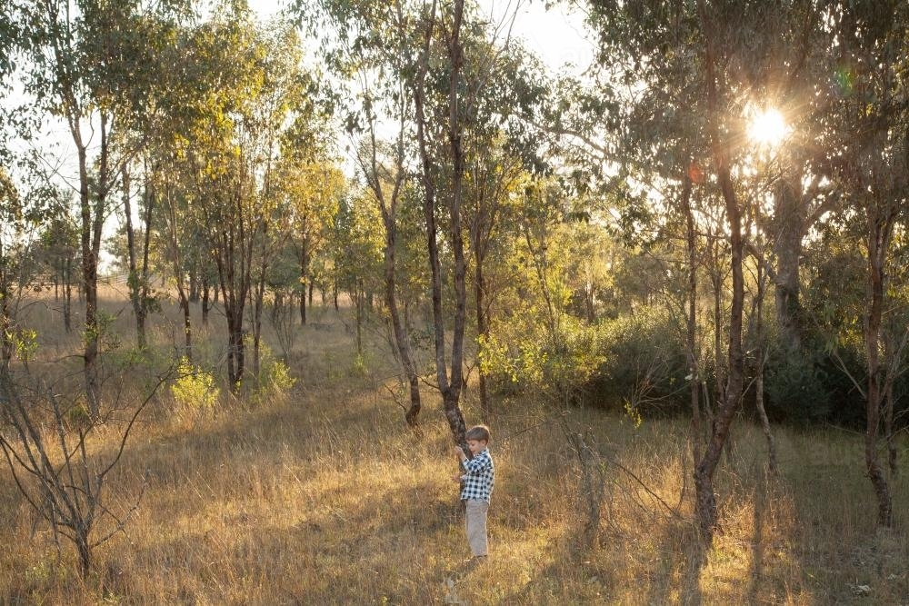 Young boy standing  in a paddock among trees in afternoon light - Australian Stock Image
