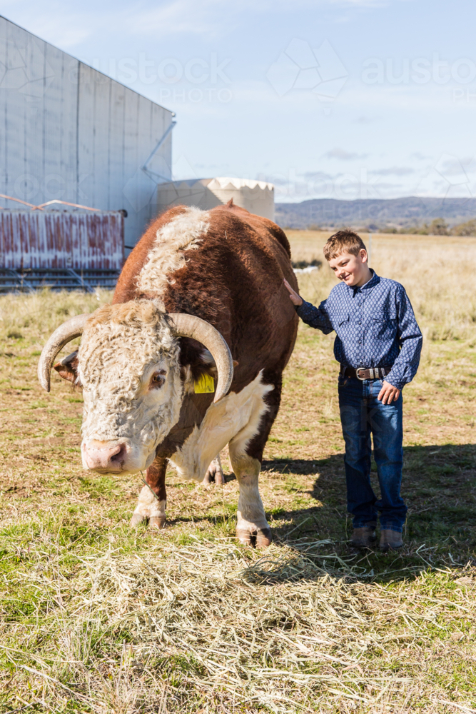 Young boy touching Hereford bull with horns in paddock - Australian Stock Image