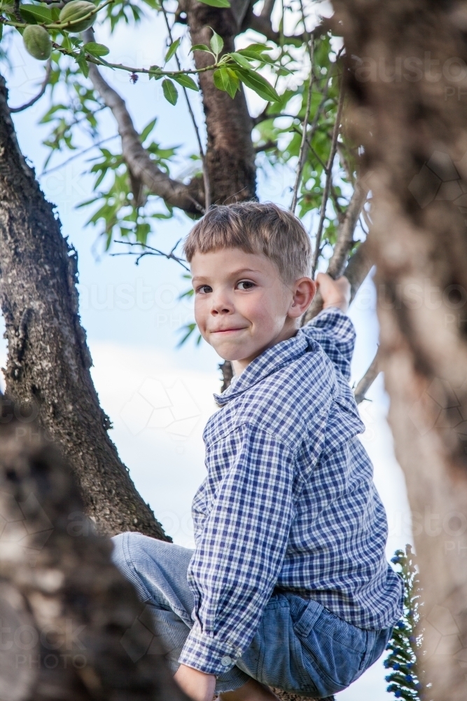 Young boy up a tree - Australian Stock Image