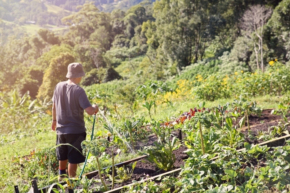 Young boy watering plants in organic farm - Australian Stock Image