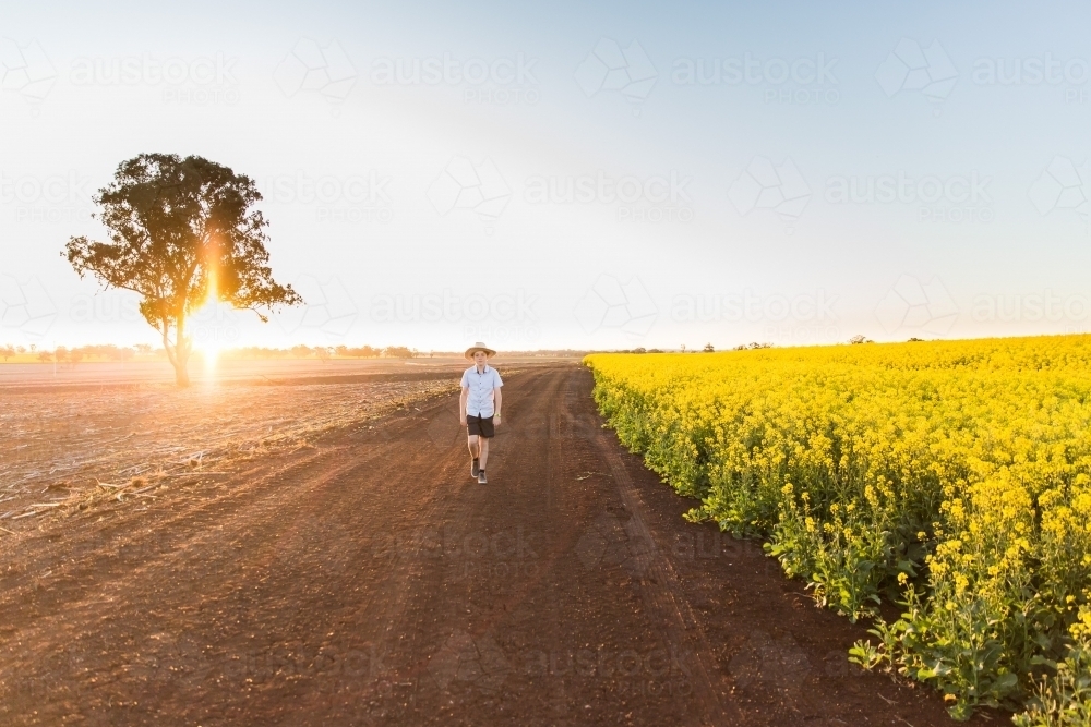 Young boy wearing hat on farm walking in paddock next to canola field at sunset - Australian Stock Image