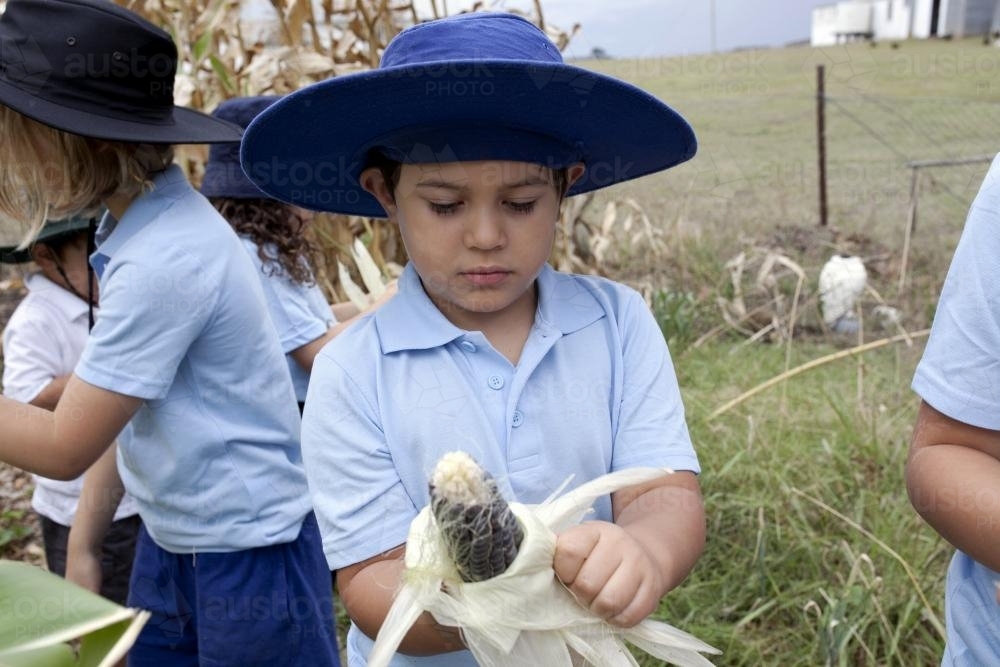 Young boy wearing school uniform holding freshly picked corn - Australian Stock Image