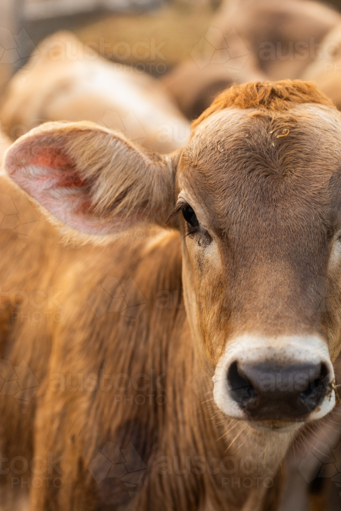 Young brown cow side of face and ear close up in soft light - Australian Stock Image