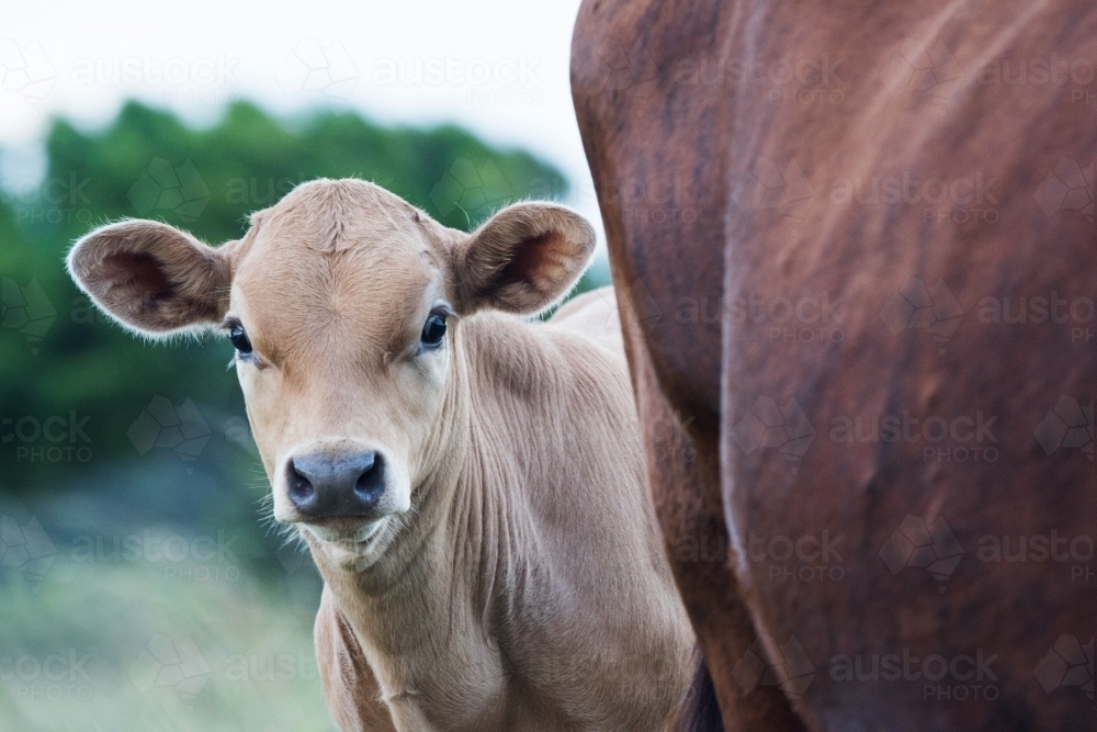 Young calf looking from behind cow. - Australian Stock Image
