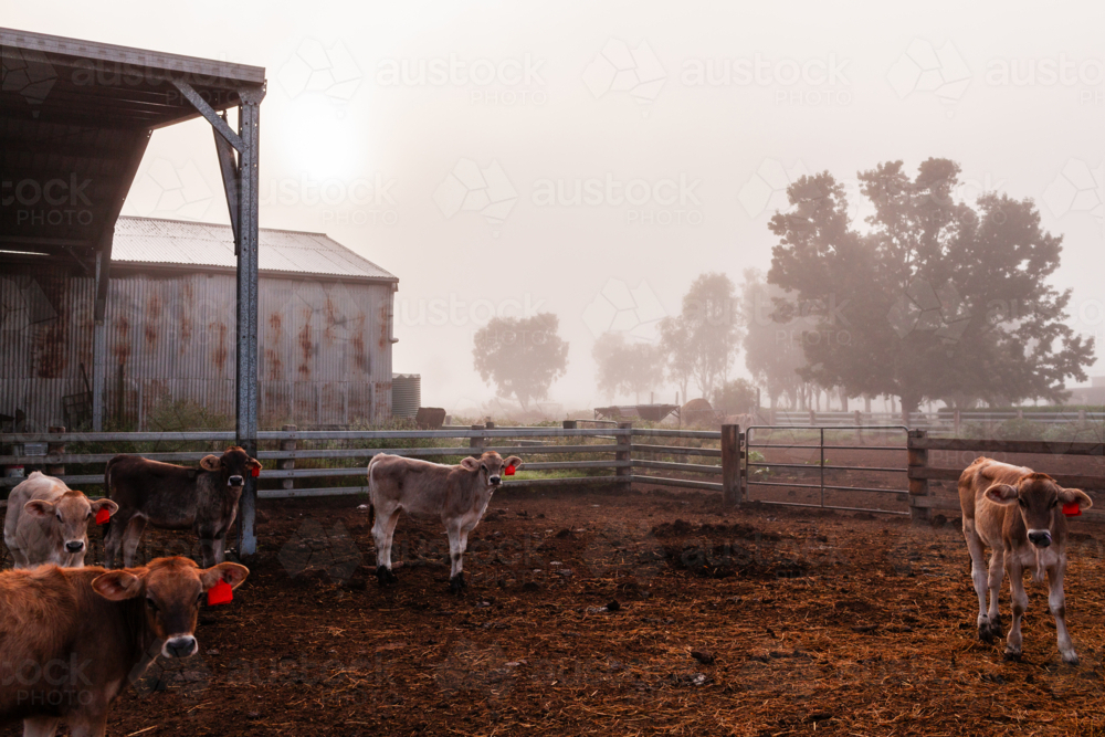 Young calves in farm paddock on misty morning - Australian Stock Image